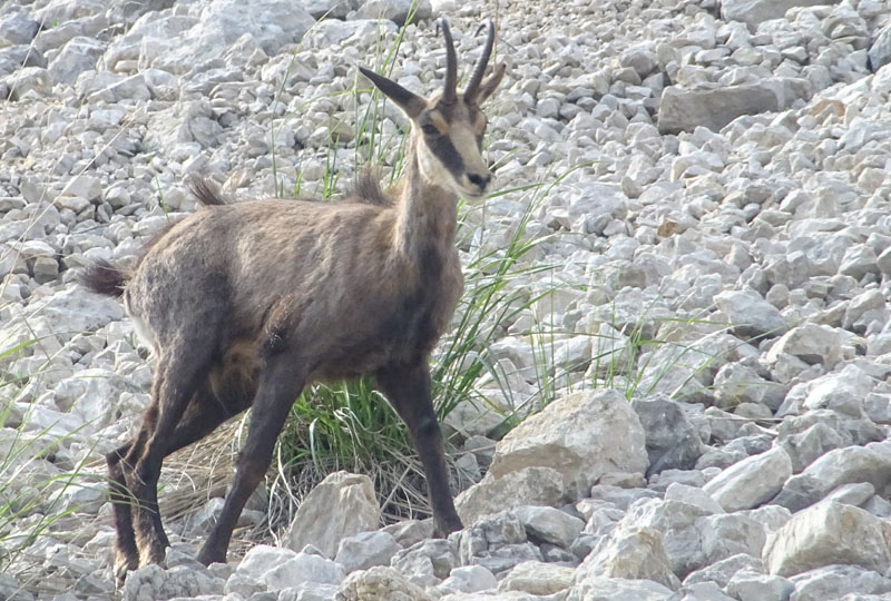 Rupicapra rupicapra.....dal Trentino Alto Adige